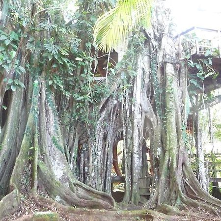 קאוויטה Topos Tree House מראה חיצוני תמונה