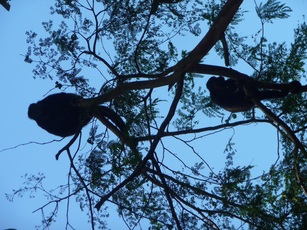 קאוויטה Topos Tree House מראה חיצוני תמונה